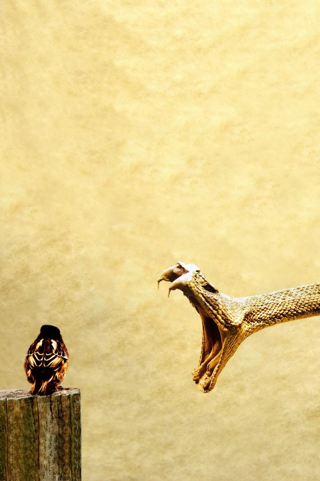 Змея-коряга напдает на птичку обои