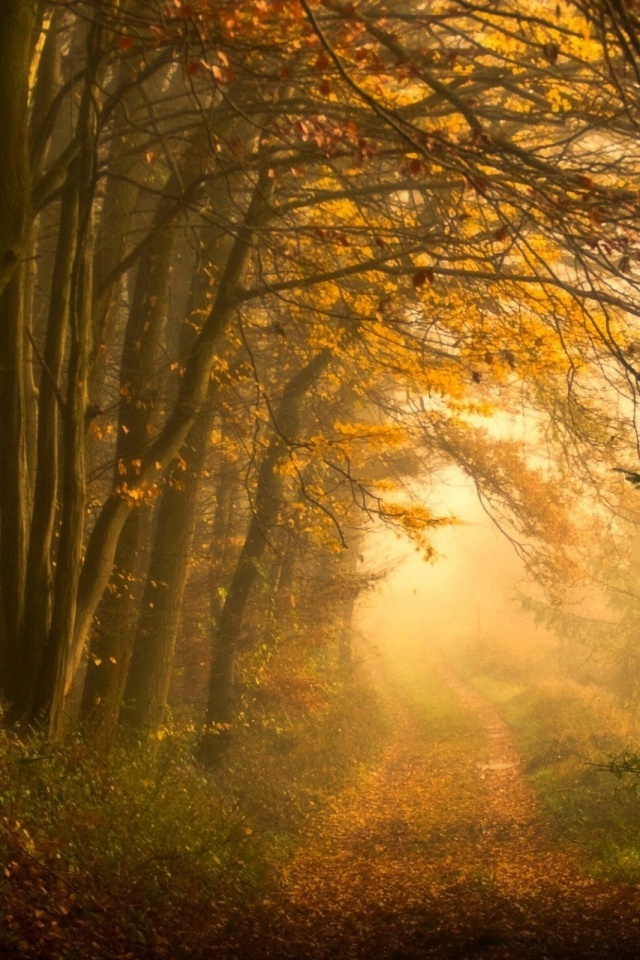 Дорожка заваленная листьями обои