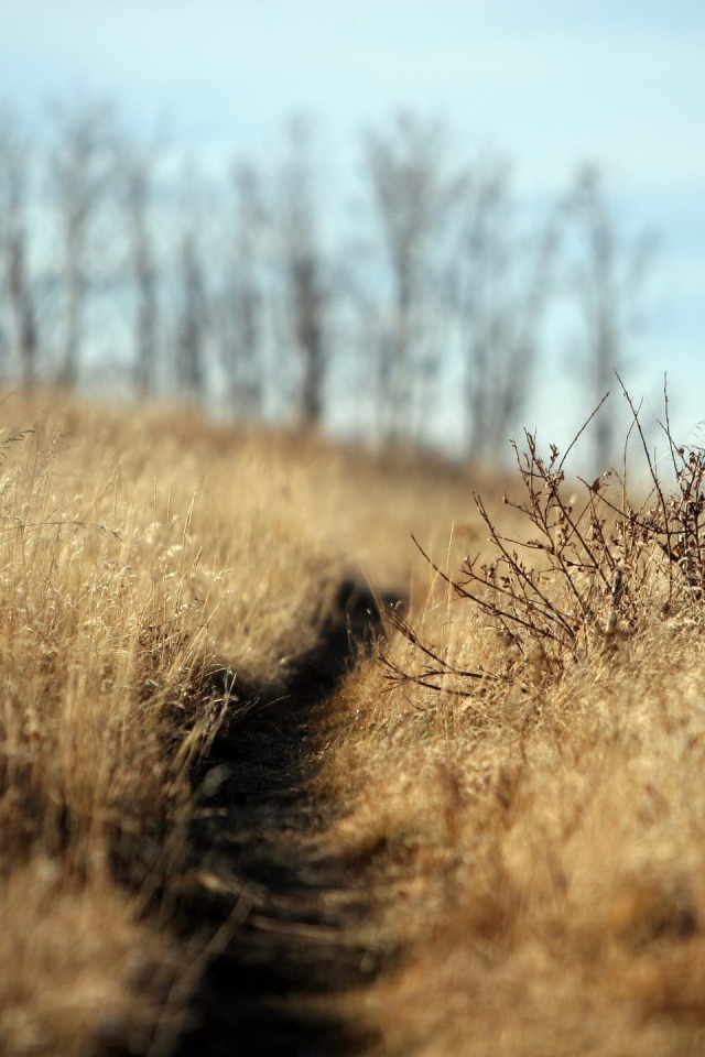 Тропинка в поле обои