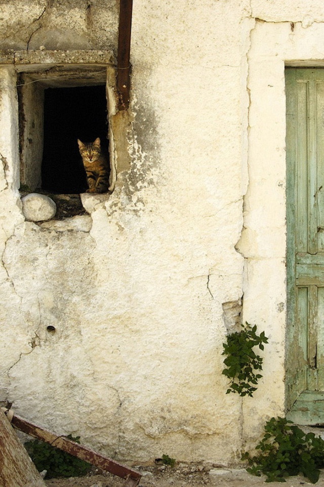 Кот выглядывает из разрушенного дома обои