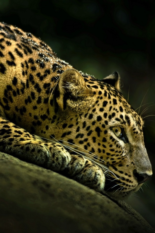 Лежащий ягуар обои