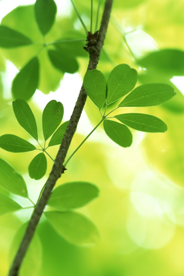 Листики на ветке обои