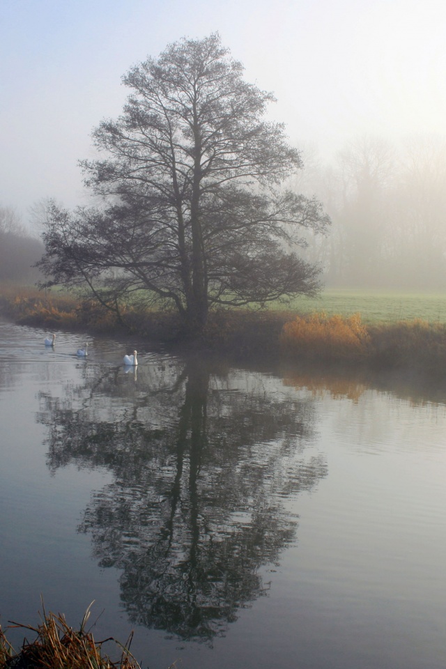 Дерево в тумане обои
