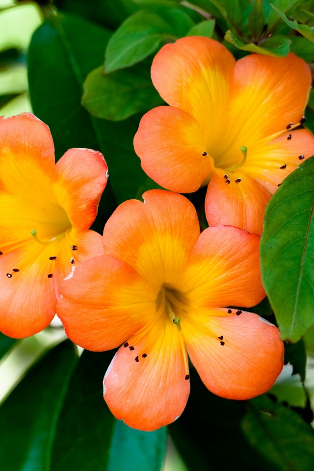 Оранжевые цветочки обои