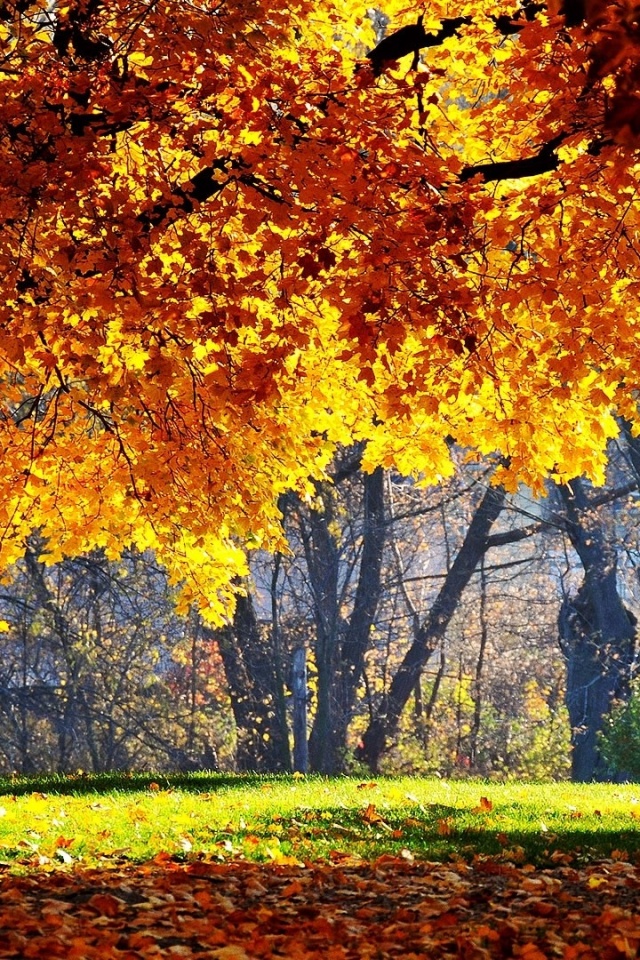 Размашистое осеннее дерево обои