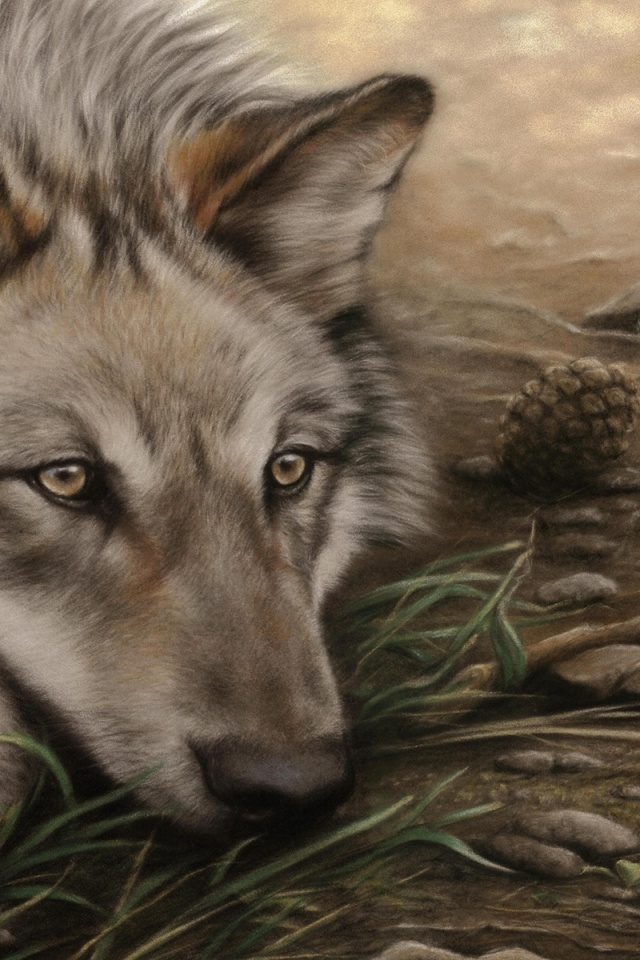 Волк отдыхает обои