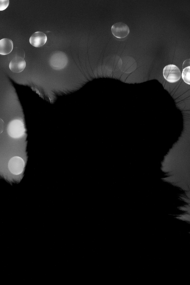 Силуэт черного кота обои
