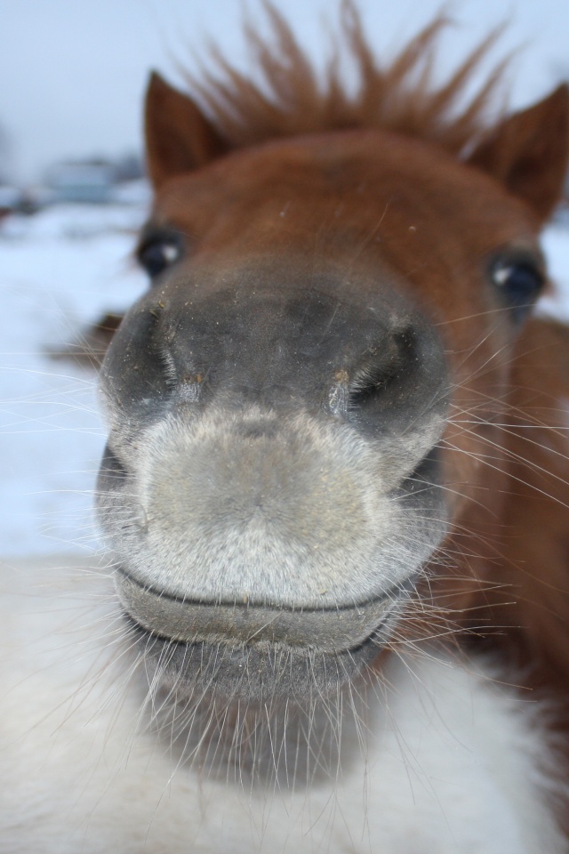 Морда пони обои