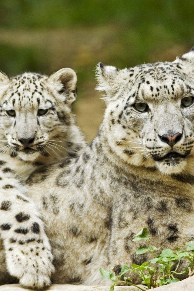 Самка снежного барса с котенком обои