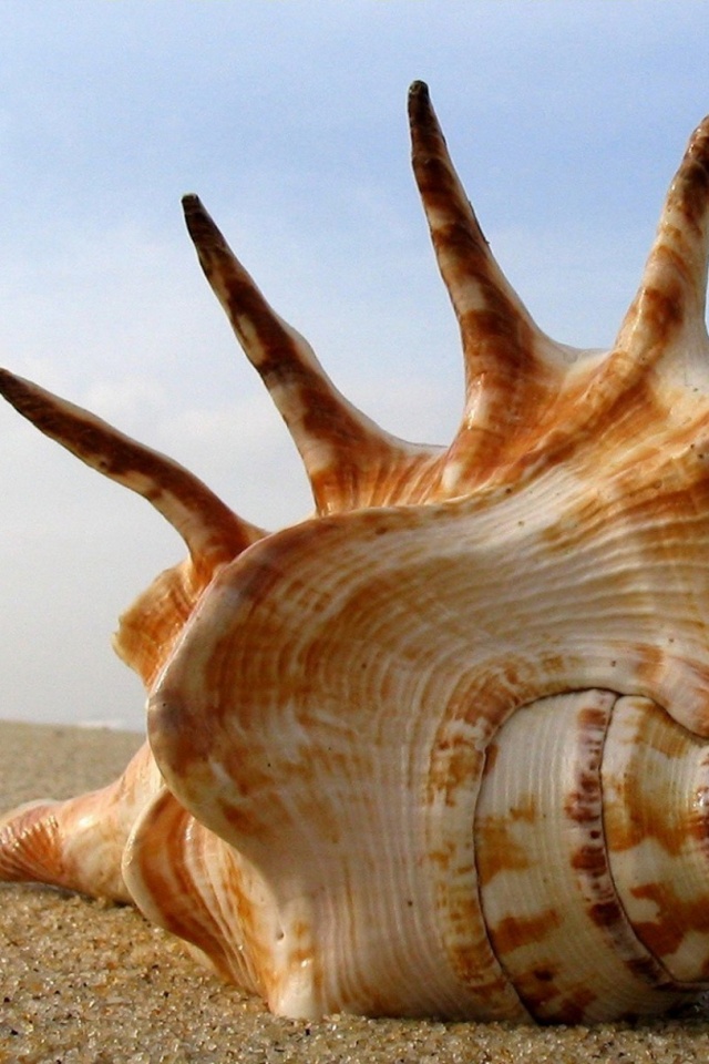 Раковина с гребнем обои