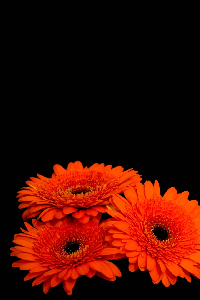 Красные герберы обои