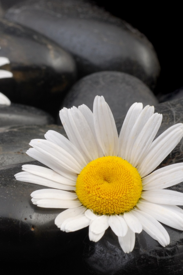 Ромашка среди гальки обои