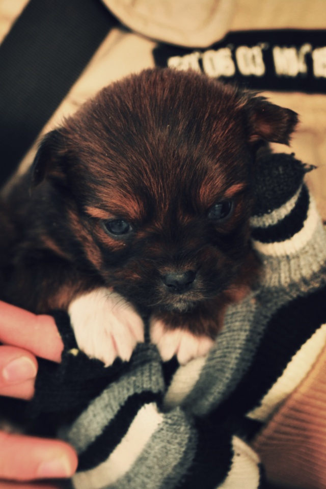 Два коричневых щенка обои