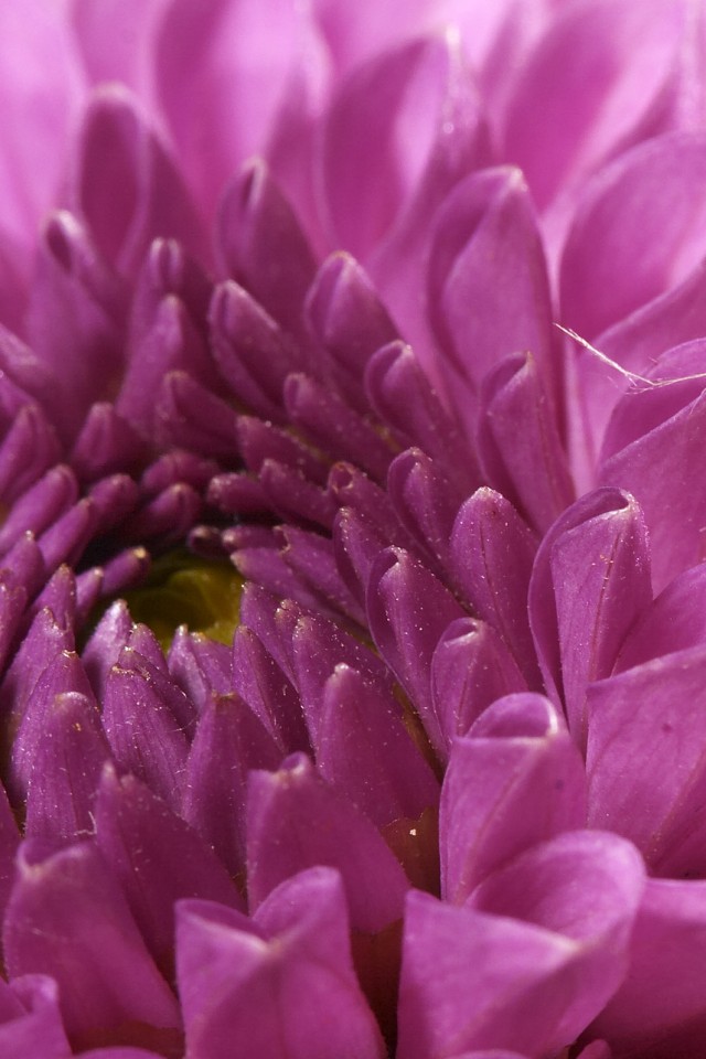 Хризантема обои