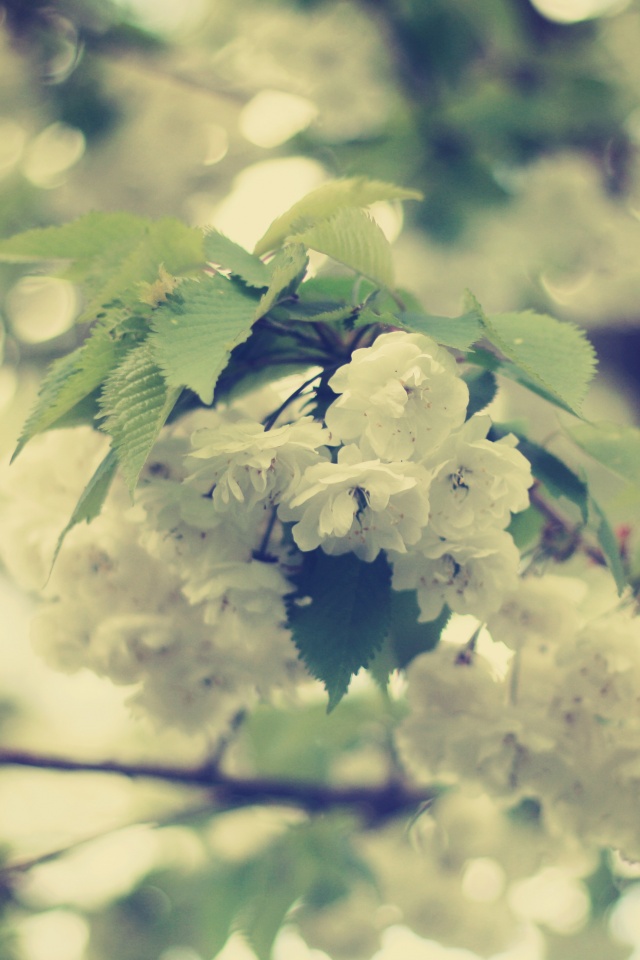 Цветущее дерево обои