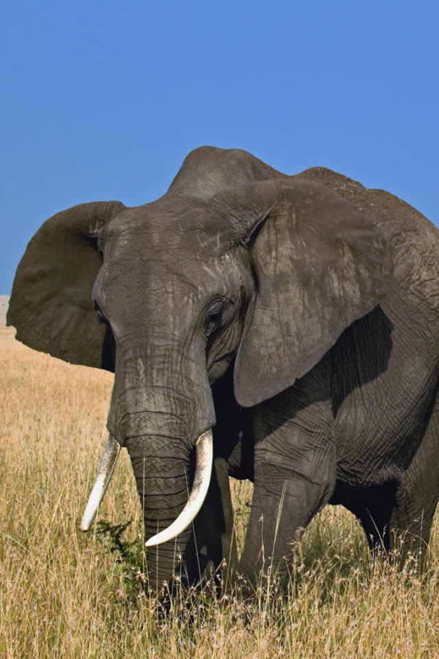 Африканский слон обои