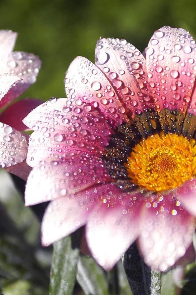 Два цветка обои