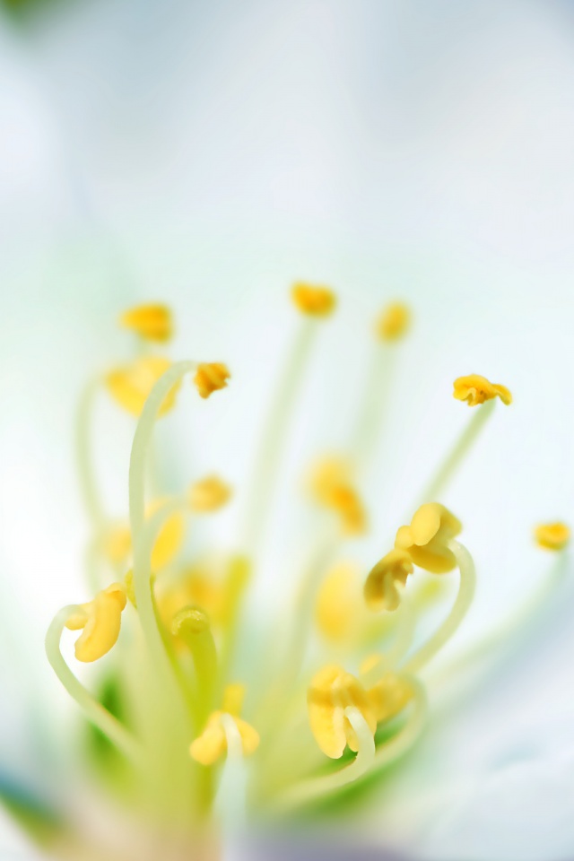 Желтые тычинки обои