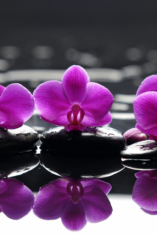 Орхидеи на камнях обои