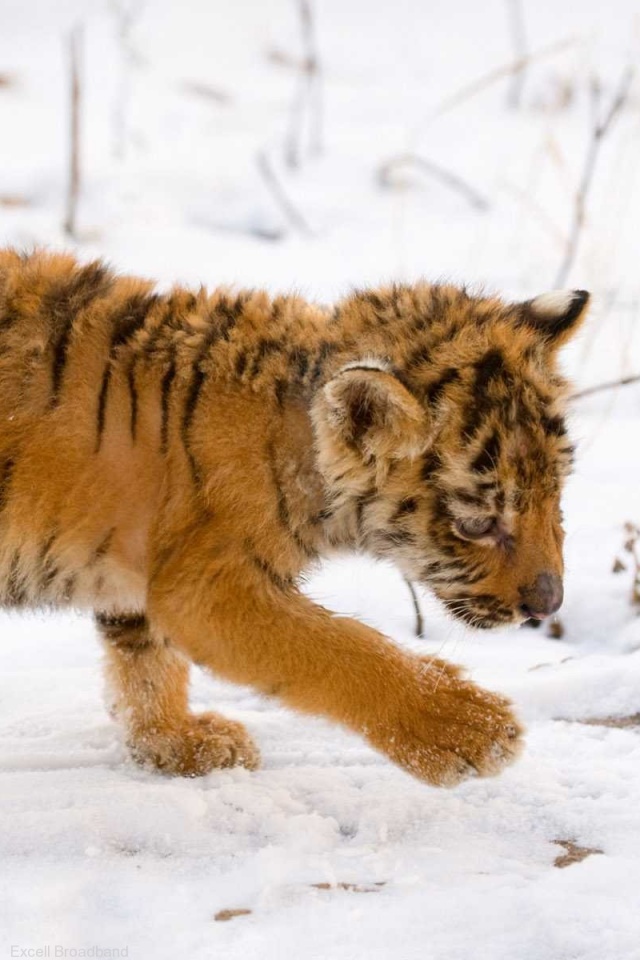 Тигренок на снегу обои