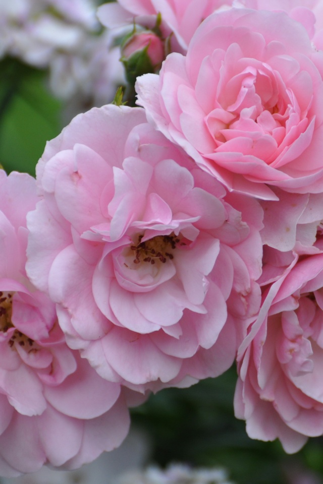 Розовые цветы обои