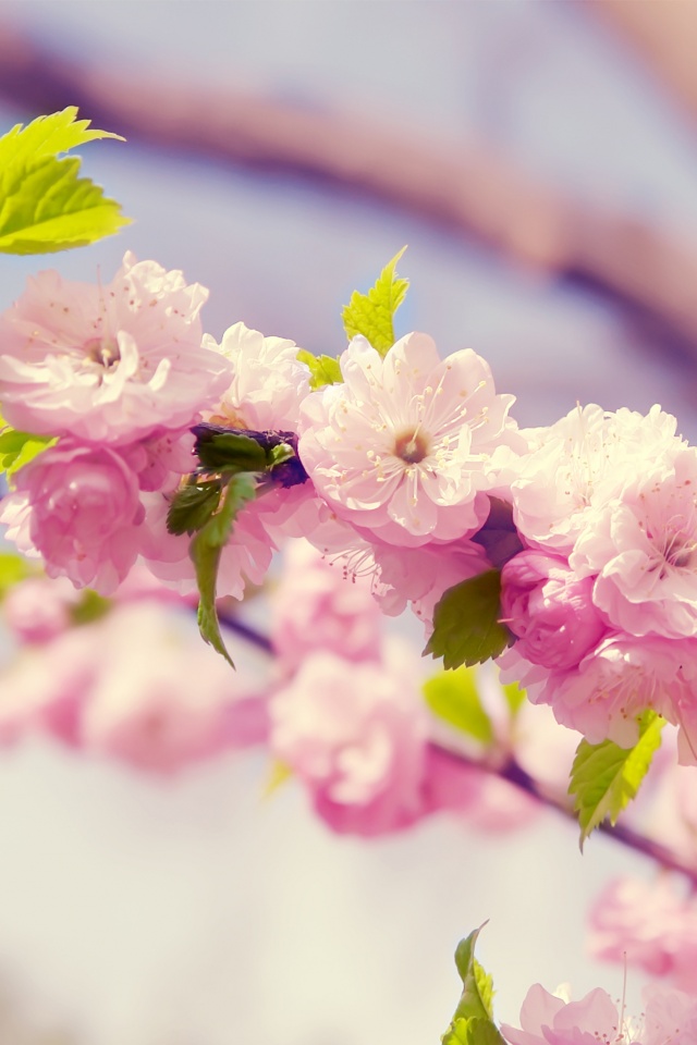 Ветка с цветами обои