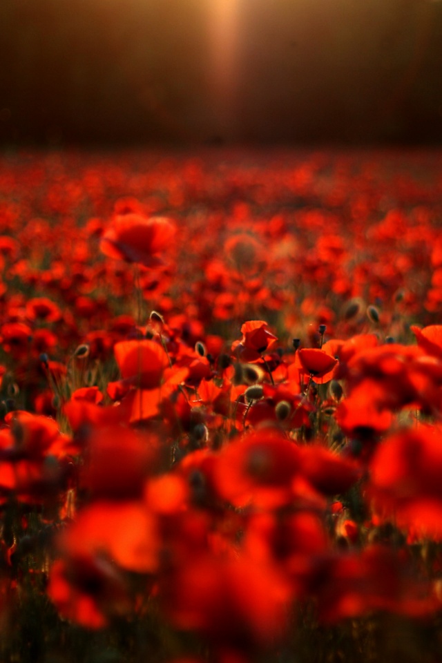 Маки в полях обои