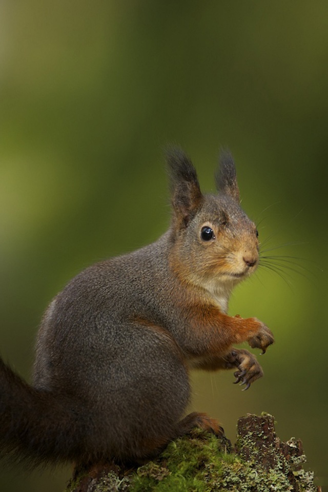 Белку застали врасплох обои