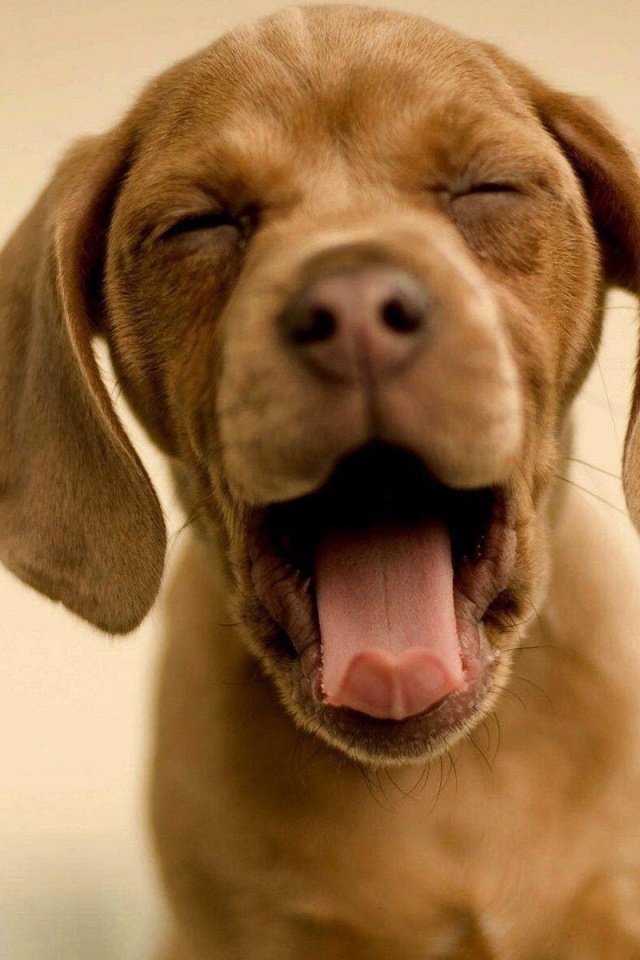 Зевающий щенок обои