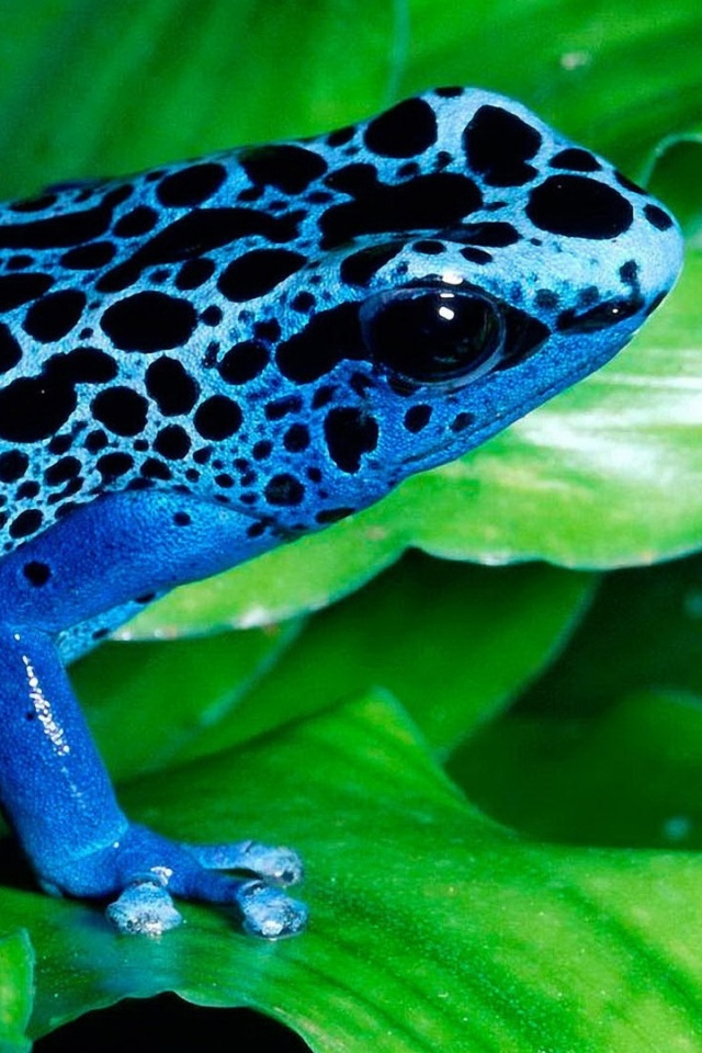 Синяя лягушка обои