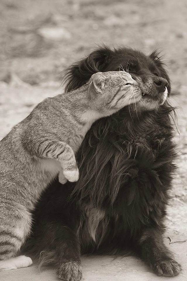 Поцелуй кошки и собаки обои