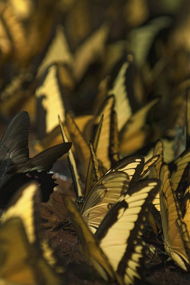Стая бабочек обои
