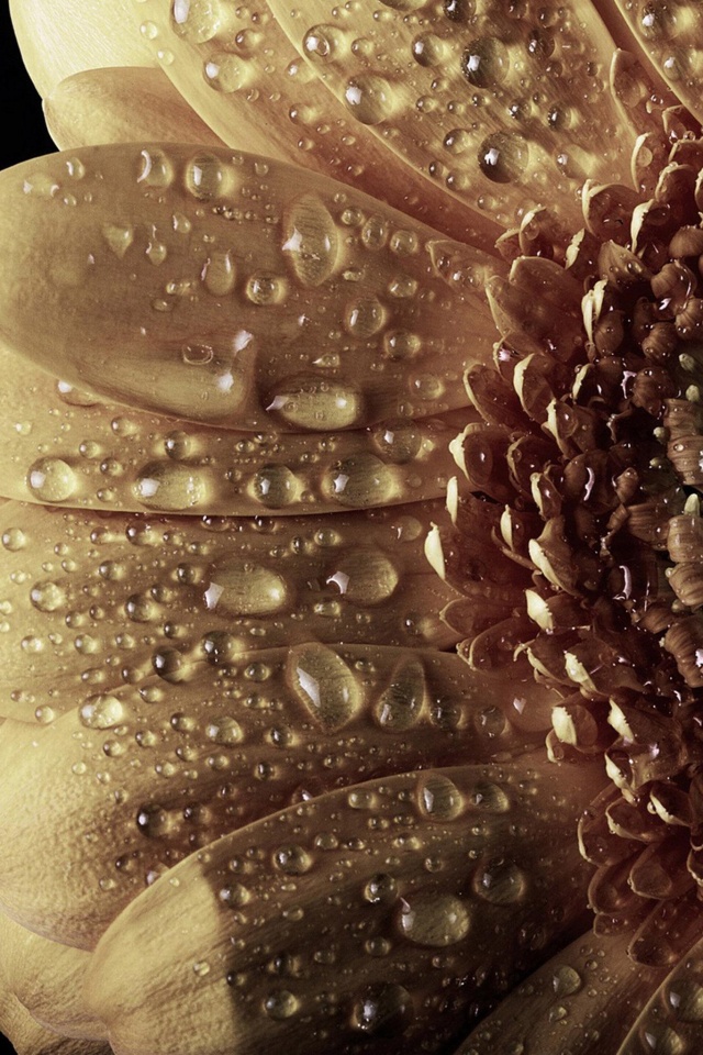 Капли на лепестках гербера обои