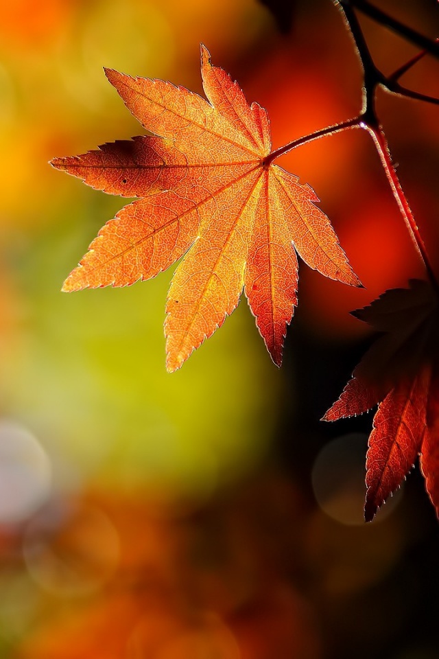 Осенние листья обои