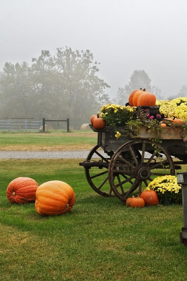 Урожай тыков обои