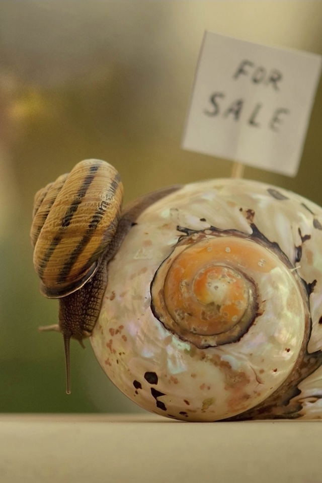 Улитка приматрвиает новый дом обои