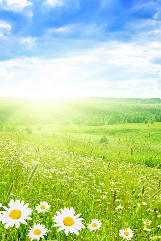 Летний восход обои