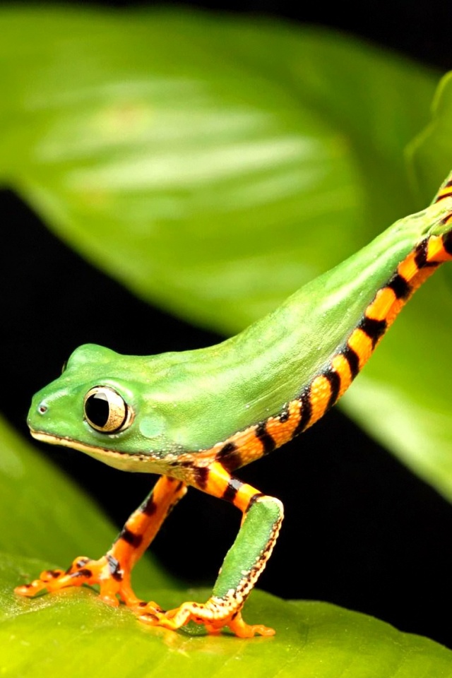 Лягушка переползает с листа на лист обои