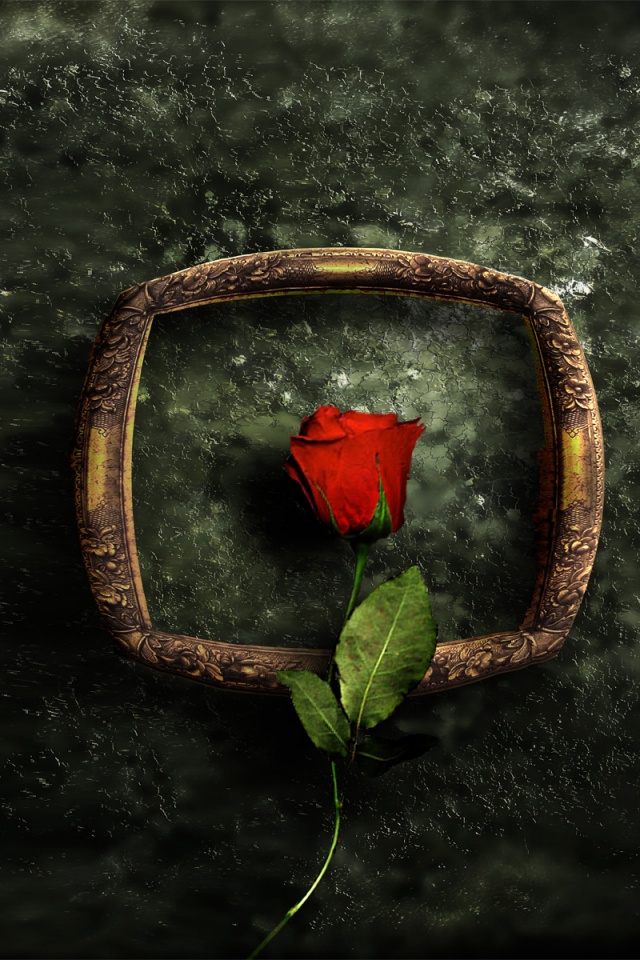 Роза на картинной раме обои