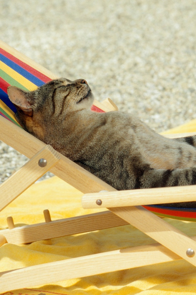 Кот в отпуске обои