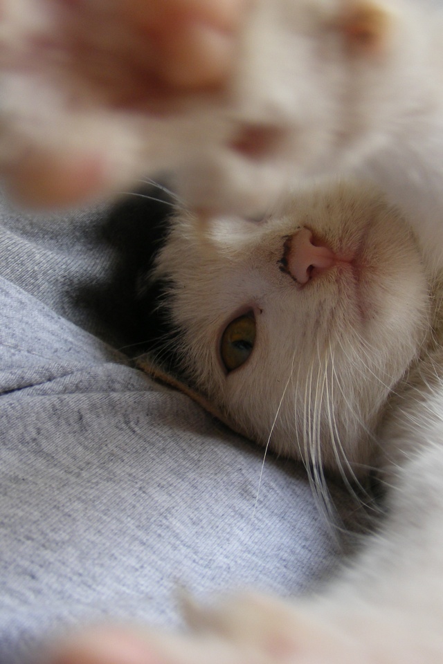 Кот фоткает сам себя обои