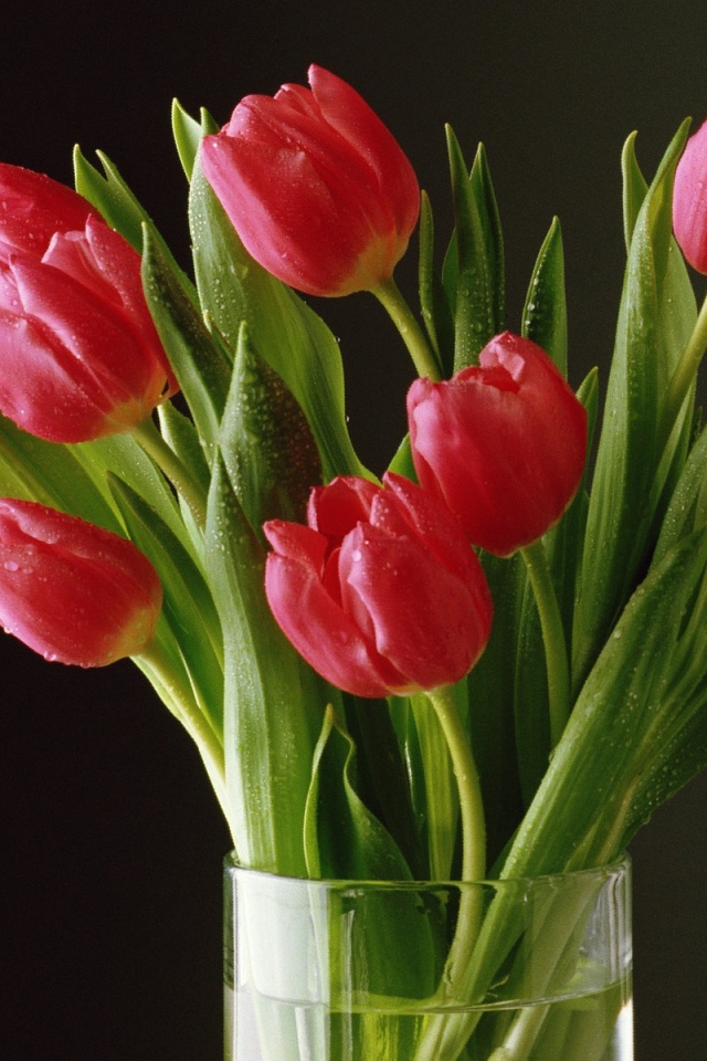 Букет тюльпанов обои