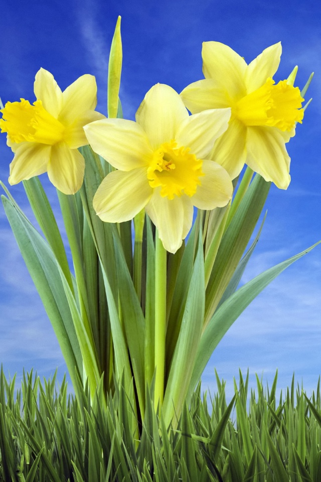 Букет цветов в траве обои