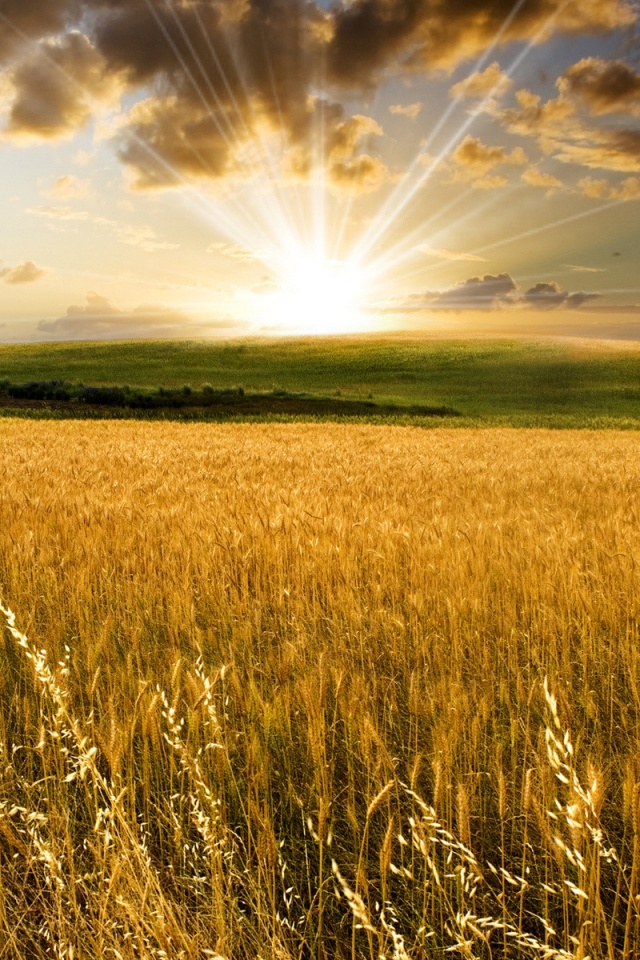 Восход над пшеничным полем обои