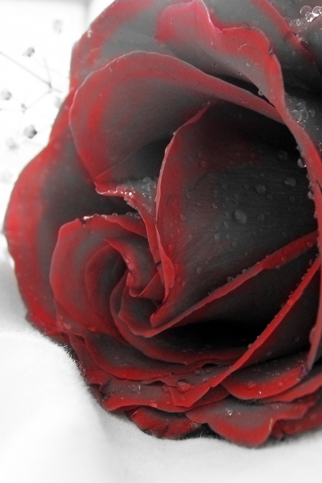 Чернеющая роза обои