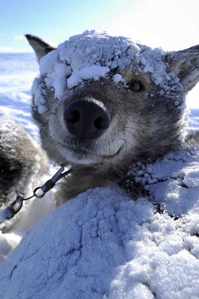 Собачка под снегом обои
