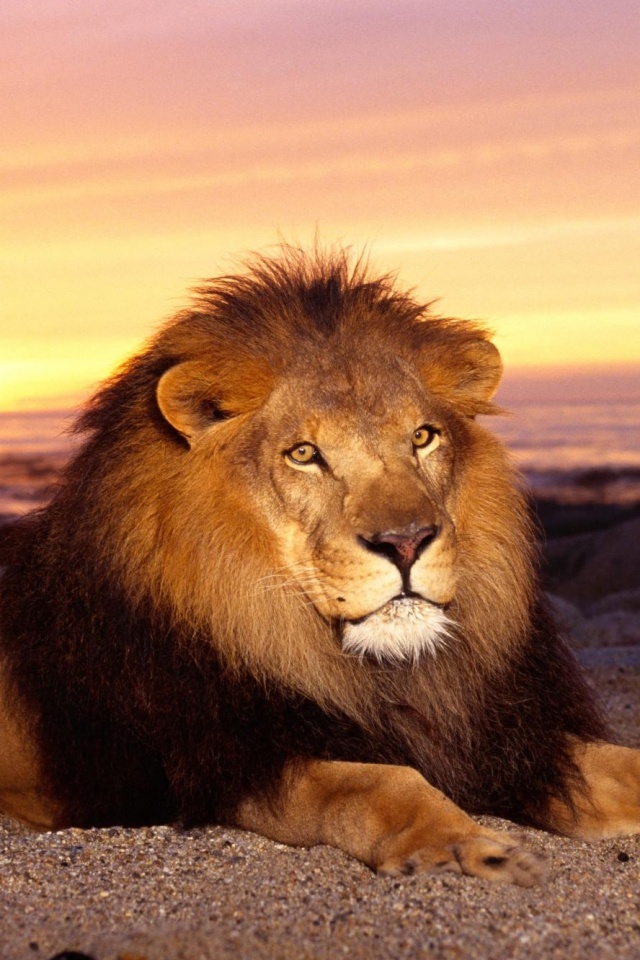 Лев на берегу океана обои