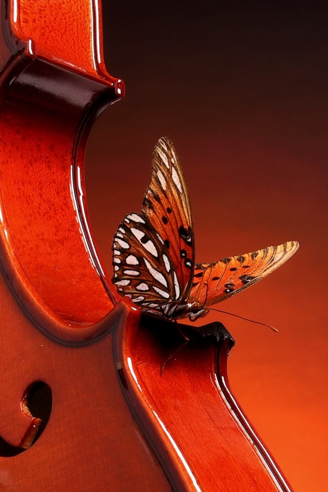 Бабочка на скрипке обои