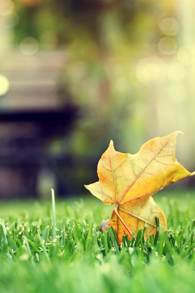 Зеленый лист на траве обои