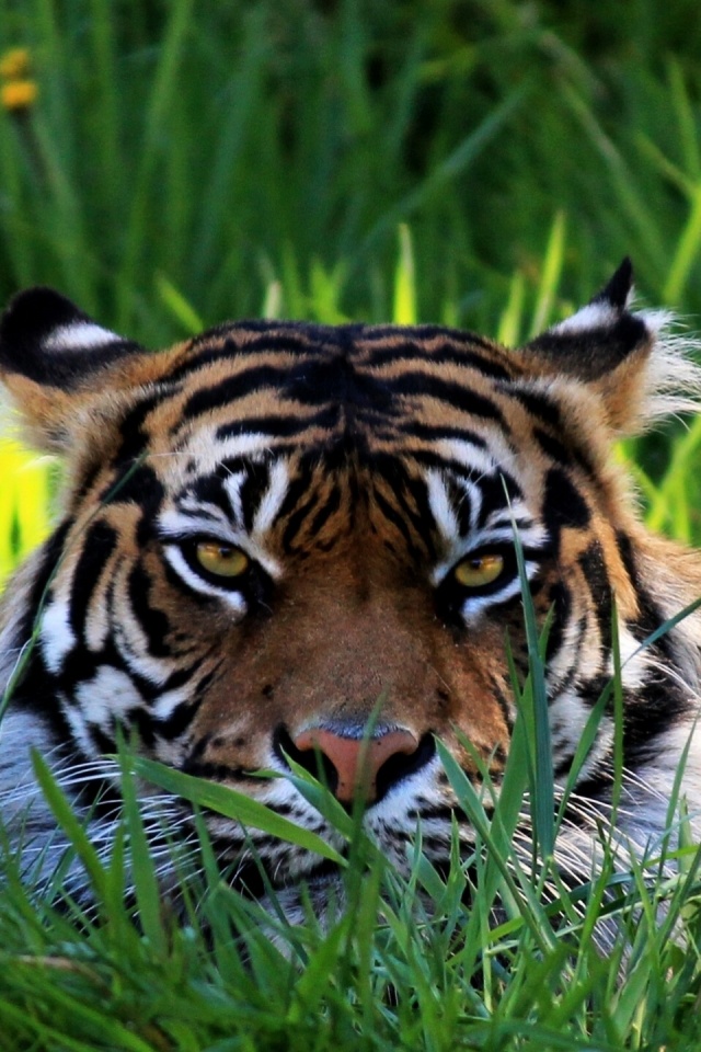 Морда тигра в траве обои